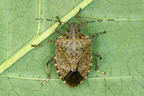 10 things to know about stink bugs Stink