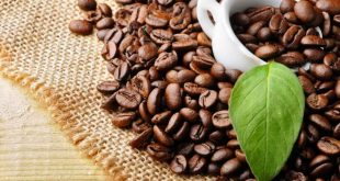 Domestic coffee prices are forecast to increase ca phe 2 310x165