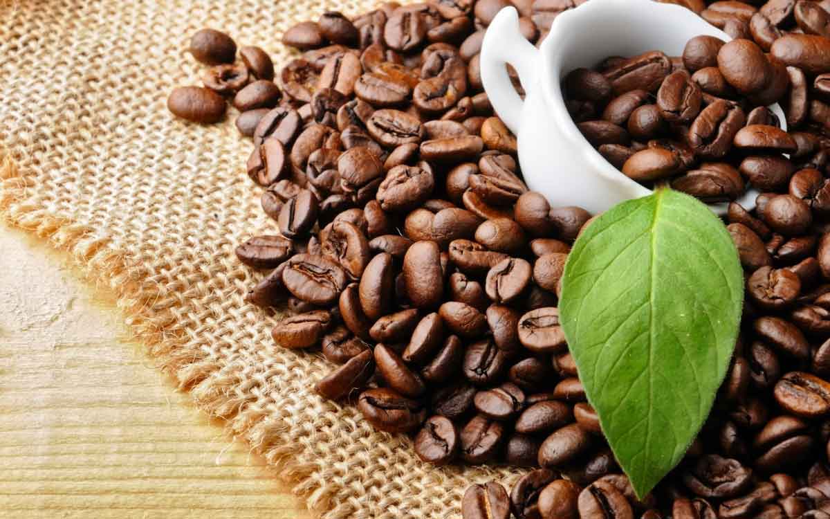 Domestic coffee prices are forecast to increase ca phe 2