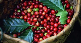 Asian Coffee: Indonesia&#8217;s recession level is stable, Vietnam market is quiet ca phe 310x165