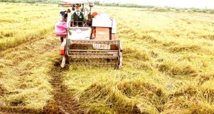 FAO expects Vietnam to be among the top five countries with the largest rice output in 2017 lua gao 310x165