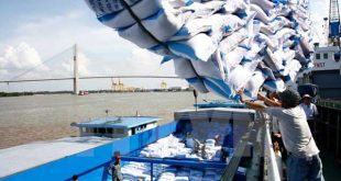 Export of rice to the European market increased sharply xuat khau gao 4 1 310x165