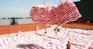 Bangladesh will reduce import taxes on rice xuat khau gao 5 310x165