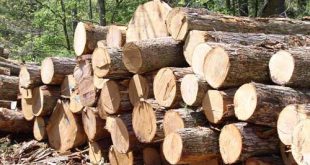 Chinese wood enterprises &#8220;sweep&#8221; the Vietnamese wood go 310x165