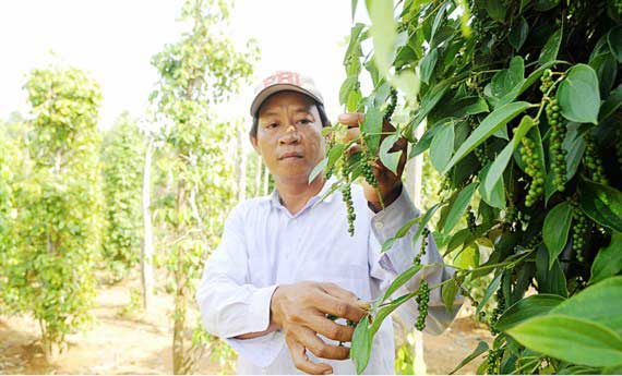 MRL – điểm yếu của nông dân và doanh nghiệp Việt