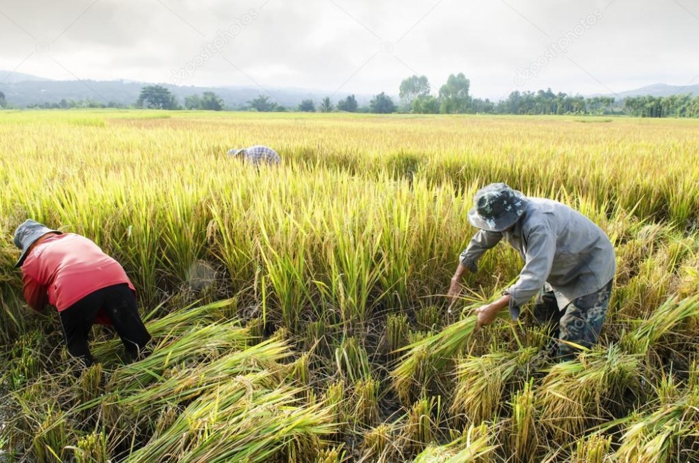 5625_depositphotos_89073196-stock-photo-farmers-harvesting-rice-in-rice 5625_depositphotos_89073196-stock-photo-farmers-harvesting-rice-in-rice Giá gạo xuất khẩu Việt Nam lao dốc tuần thứ 5 liên tiếp vì lo ngại nhập khẩu từ Trung Quốc giảm 5625 depositphotos 89073196 stock photo farmers harvesting rice in rice