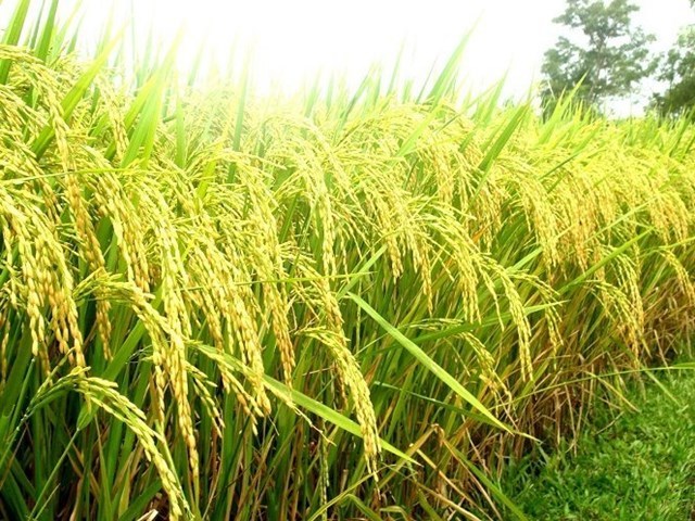 paddy_APIY paddy_APIY Báo cáo thị trường gạo tháng 11: Giữ vững đà tăng paddy APIY