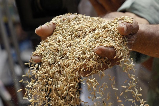 1420_rice-L 1420_rice-L Giá gạo xuất khẩu Việt Nam, Ấn Độ giảm trong tuần đầu tiên của năm mới vì nhu cầu ảm đạm 1420 rice L