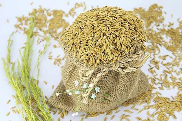 1648_market_paddy-3-markettiemstv 1648_market_paddy-3-markettiemstv Giá gạo xuất khẩu Việt Nam, Thái Lan dự kiến giảm trong thời gian tới vì nguồn cung tăng 1648 market paddy 3 markettiemstv