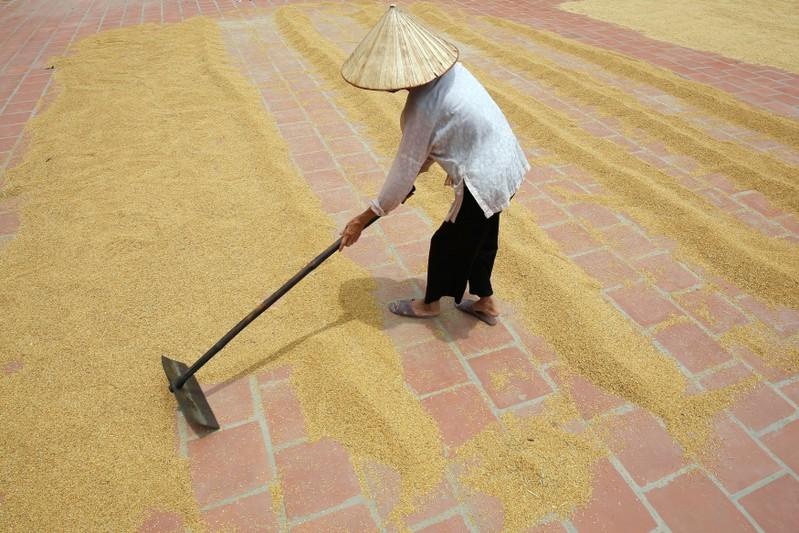 4820_download 4820_download Giá gạo giảm tại các quốc gia xuất khẩu chính vì nhu cầu yếu, cung lớn 4820 download