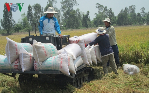 gao-viet-da-xuat-khau-di-hon-150-thi-truong-co-hoi-tiep-tuc-rong-mo-04- gao-viet-da-xuat-khau-di-hon-150-thi-truong-co-hoi-tiep-tuc-rong-mo-04- Gạo Việt đã xuất khẩu đi hơn 150 thị trường, cơ hội tiếp tục rộng mở gao viet da xuat khau di hon 150 thi truong co hoi tiep tuc rong mo 04