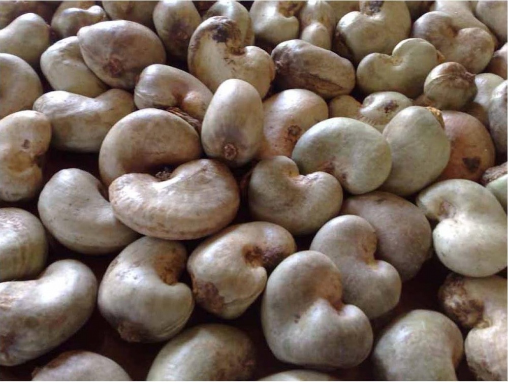 0652_Raw-cashew-nuts 0652_Raw-cashew-nuts Vinacas: Không lo thiếu hụt điều thô cho chế biến 0652 Raw cashew nuts