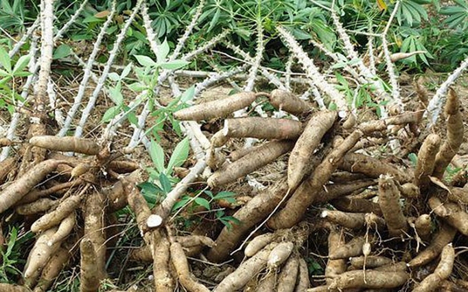 4108_sYn 4108_sYn Trung Quốc siết chặt nhập khẩu sắn của Việt Nam 4108 sYn