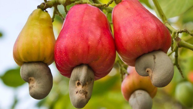 dieucay_FUEA dieucay_FUEA Giá điều nguyên liệu giảm trên 20% so với đầu năm 2018 dieucay FUEA
