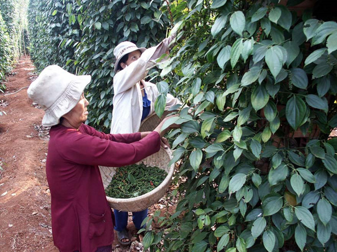 pepper_zmoa_wsaw pepper_zmoa_wsaw Xuất khẩu tiêu lượng tăng, giá giảm pepper zmoa wsaw