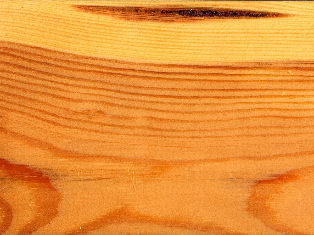 1200px-Pinus_sylvestris_wood_ray_section_1_beentree 1200px-Pinus_sylvestris_wood_ray_section_1_beentree WTO ủng hộ Canada về thuế nhập khẩu gỗ mềm 1200px Pinus sylvestris wood ray section 1 beentree