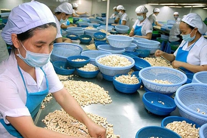 1550_YiYu 1550_YiYu Tháo gỡ khó khăn về kiểm dịch thực vật đối với hạt điều thô nhập khẩu 1550 YiYu