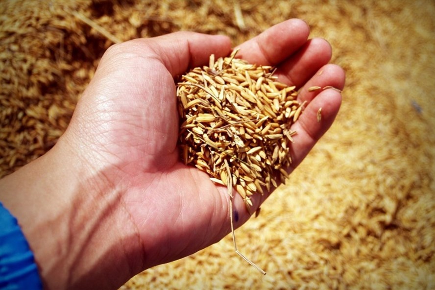 Xuất khẩu gạo sang Trung Quốc khởi sắc từ quý II/2019 Xuat Khau Gao Moi