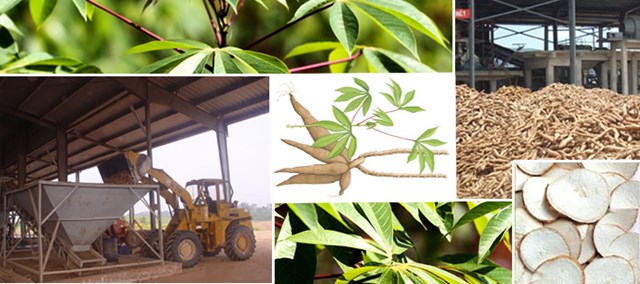 sancuxk_NRRD sancuxk_NRRD Xuất khẩu sắn và sản phẩm sắn: Lượng, kim ngạch giảm, giá tăng sancuxk NRRD