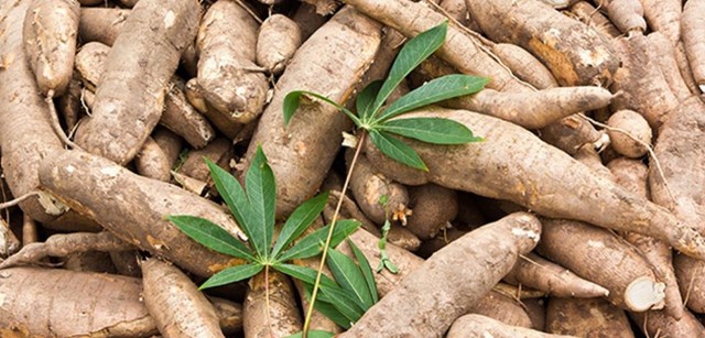 santhuhoach_DYBY santhuhoach_DYBY TT sắn đầu tháng 5/2019: Sắn nguyên liệu và xuất khẩu đều sụt giảm santhuhoach DYBY