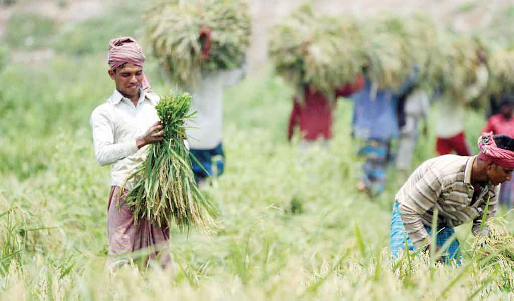 web-moulavibazar-paddy-field-file-photo-mehedi-hasan-1555343001202-15584001420351339062535 web-moulavibazar-paddy-field-file-photo-mehedi-hasan-1555343001202-15584001420351339062535 Ủy ban Thường vụ Quốc hội Bangladesh: Mua thêm lúa, ngừng nhập khẩu gạo web moulavibazar paddy field file photo mehedi hasan 1555343001202 15584001420351339062535