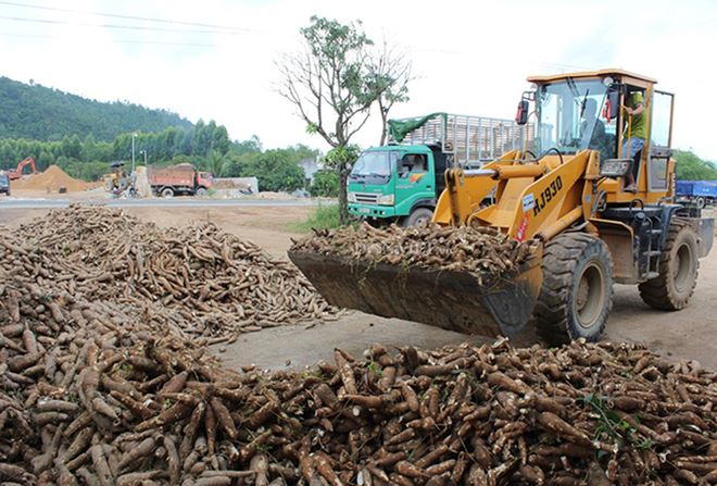 08_ulrp 08_ulrp Xuất khẩu sắn lao đao vì Trung Quốc siết chặt nhập khẩu 08 ulrp