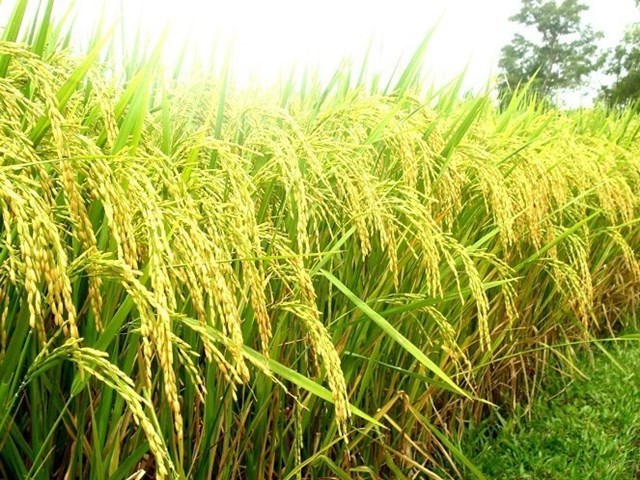 Trung Quốc sẽ không còn là thị trường xuất khẩu gạo màu mỡ paddy APIY 1