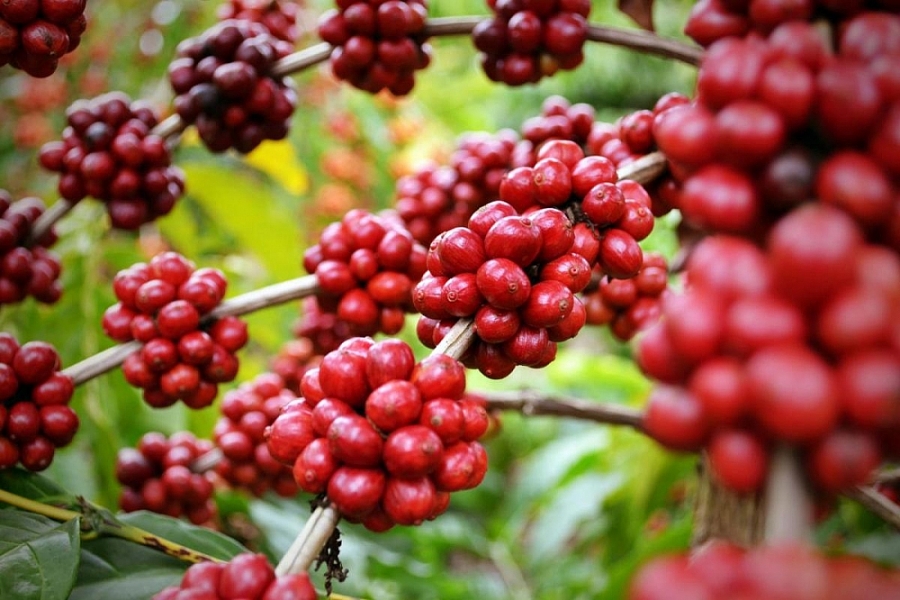 Xuất khẩu cà phê vào Bắc Âu: Chú trọng đặc biệt đến chất lượng sản phẩm 5834 332
