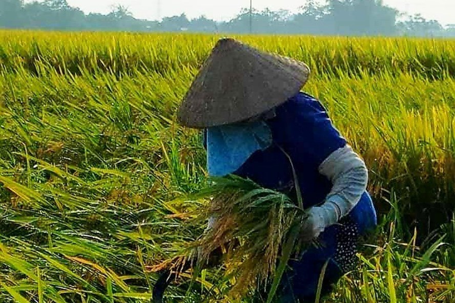 Gạo xuất khẩu của Việt Nam “được giá” nhất, nhưng nhiều áp lực cạnh tranh Xuat Khau Gao