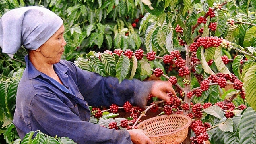 0746_ca-phe-viet 0746_ca-phe-viet Có nhiều lợi thế, nông sản Việt Nam vào Nga vẫn gặp khó 0746 ca phe viet