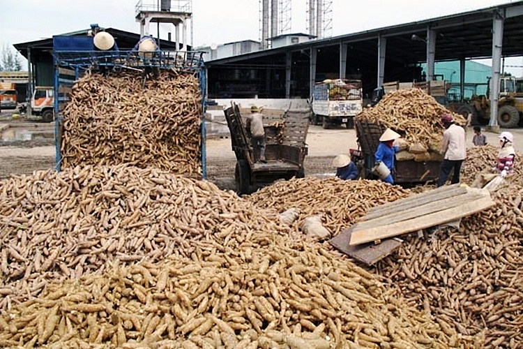 Xuất khẩu sắn sang Trung Quốc giảm vì cạnh tranh 4247 xuat khau san 1