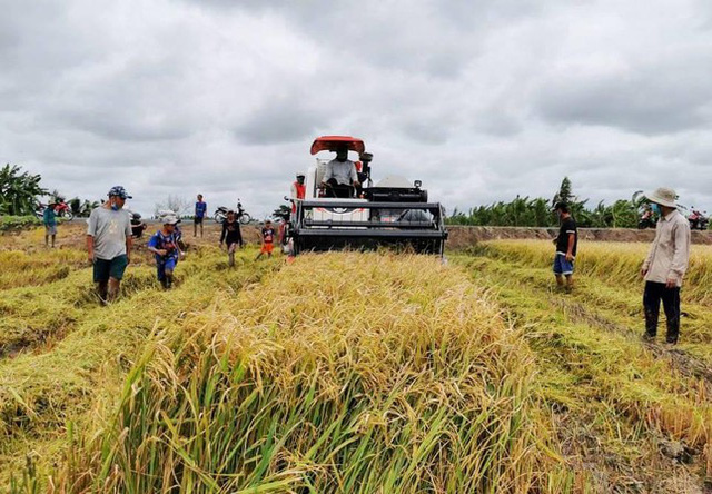 Giá gạo xuất khẩu của Việt Nam tăng mạnh trở lại, vượt gạo Thái Lan photo 1 16340415842885663582