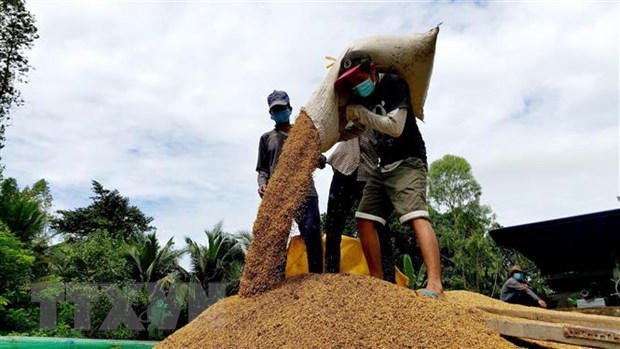 Gạo Việt Nam có xu hướng tăng cả trong nước và thế giới ttxvn 20211003 thu hoach lua can tho
