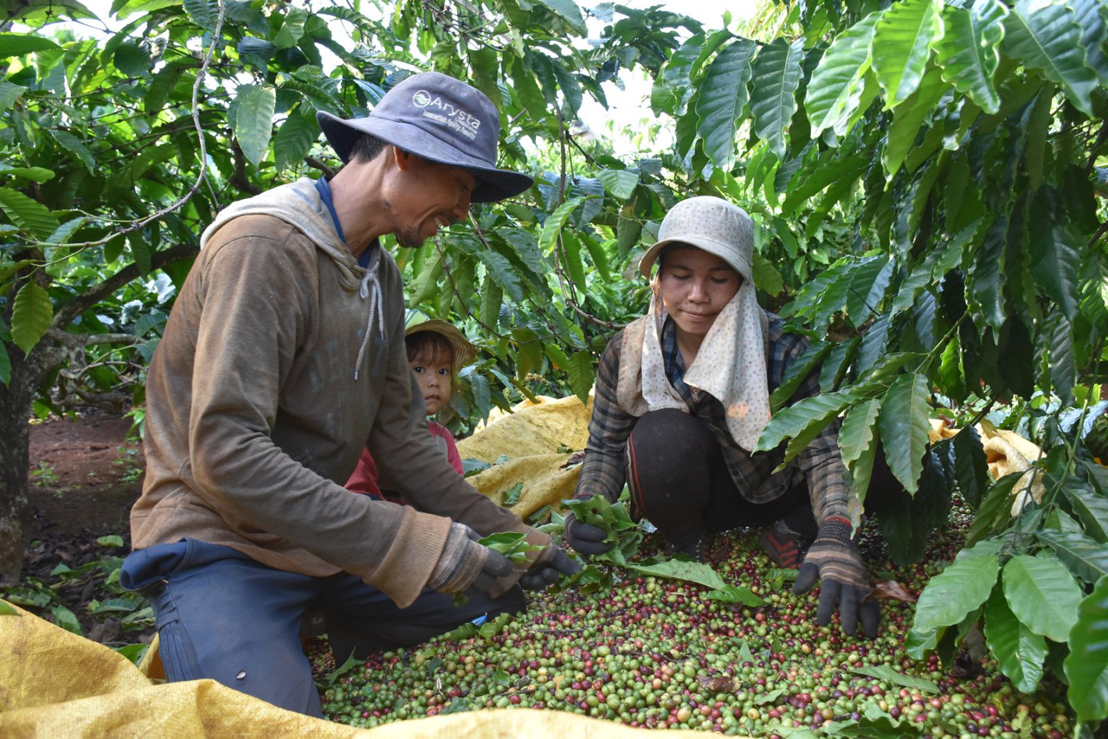 Ngành cà phê sẽ tạo lực đẩy phục hồi kinh tế cho Tây Nguyên? Gia inh mo