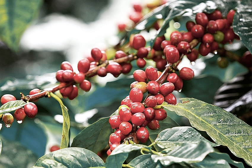 Cà phê, hạt tiêu Việt Nam ngày càng được ưa chuộng tại thị trường Australia gia ca phe hom nay 112 gia ca phe toan cau tiep tuc tang nhe