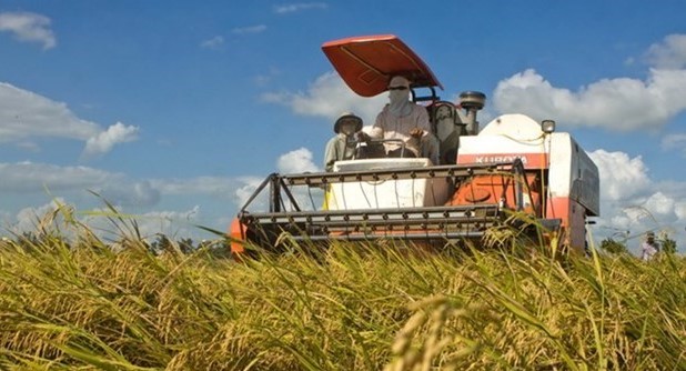 Thị trường nông sản tuần qua: Giá lúa tăng, nhưng giá gạo giảm thu hoach lua 1