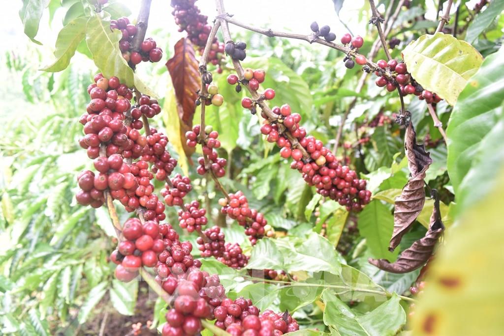 Nhật Bản tăng nhập khẩu cà phê từ thị trường Việt Nam 165452 nang tam ca phe cong nghe cao tai dak nong