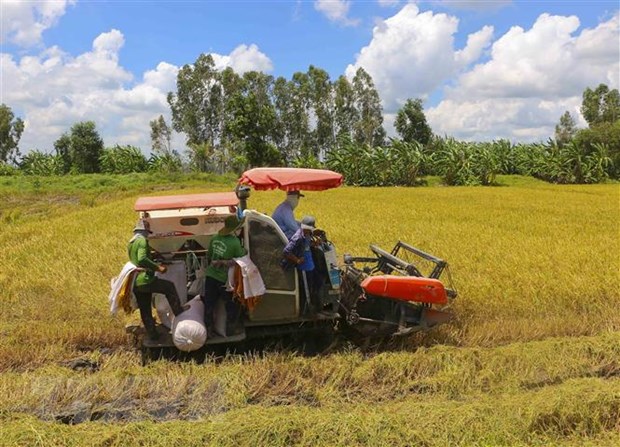 Thị trường nông sản tuần qua: Giá lúa chững lại, xuất khẩu gạo đã tăng ttxvn gia lua