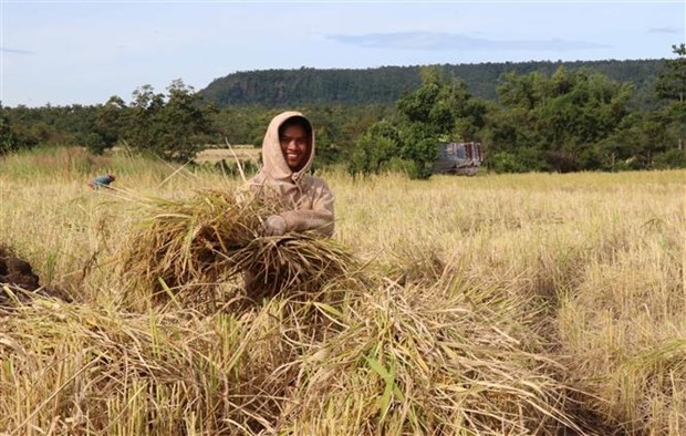 Lạm phát thế giới tăng cao ảnh hưởng đến giá gạo Việt Nam gia gao viet nam