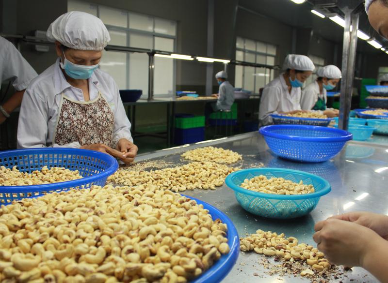 Doanh nghiệp xuất khẩu điều Việt Nam “đói” thông tin về thị trường EU 10 chot 10 16396591954691020902550