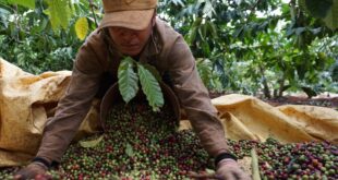 Xuất khẩu cà phê sang Trung Quốc: Khắc phục khuyết điểm để tiến xa hơn DSC01200 1494 1659002723 1200x0 310x165
