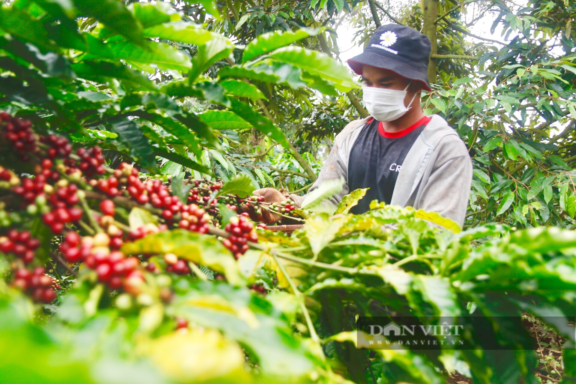 Việt Nam trở thành nước cung cấp cà phê lớn thứ 3 cho Mỹ gia ca phe xuat khau ca phe 1656000958243967889973