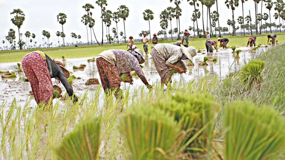 Là nước xuất khẩu gạo hàng đầu thế giới, tại sao Việt Nam vẫn nhập hàng triệu tấn lúa từ Campuchia lua campuchia 16592322169572061037925