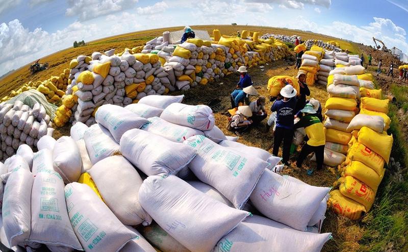 Philippines là thị trường xuất khẩu gạo lớn nhất của Việt Nam lua gao 6985 1645723852 1200x0 1