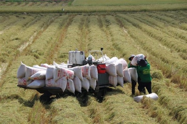 EU công bố thuế nhập khẩu và hạn ngạch dành cho gạo Việt Nam eu cong bo thue nhap khau voi gao viet