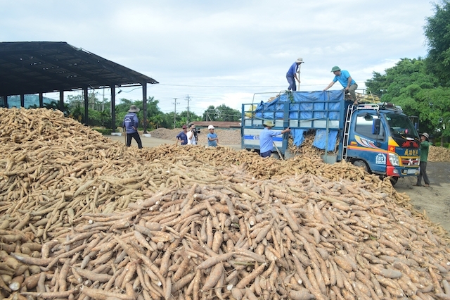 Nhân dân tệ mất giá, Trung Quốc giảm mua sắn Việt 3733 sYn