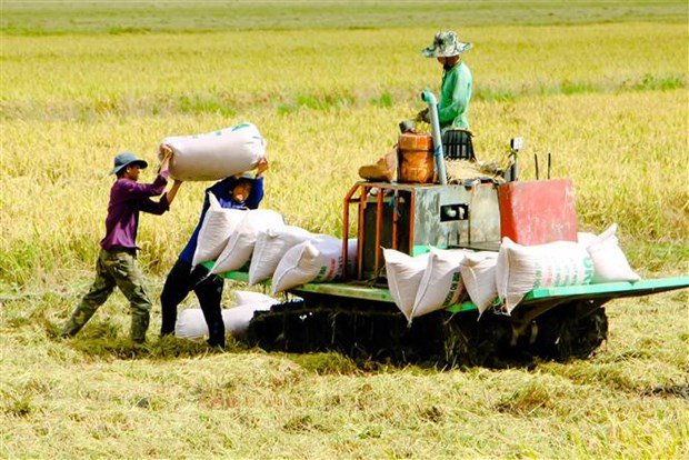 Thị trường nông sản tuần qua: Giá gạo xuất khẩu của Việt Nam tăng a2