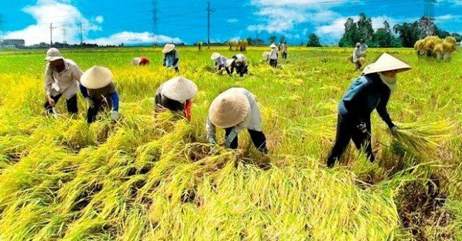 Ấn Độ cấm xuất khẩu gạo: Việt Nam bị tác động ra sao? img bgt 2021 sa n xua t lu a ga o nam 2020 tha nh cong trong kho khan va mo t so kinh nghie m tu thu c te trie n khai 1664605476 width660height344