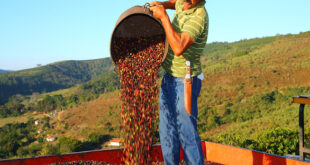EU cấm nhập khẩu các sản phẩm cà phê, ca cao có xuất xứ do phá rừng photo 1 16703972625061723835237 310x165