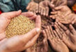 Ấn Độ thay đổi tư duy về an ninh lương thực anlt 1674616625026133020668 110x75